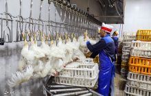 ۹۸۰۰ تن گوشت مرغ در خراسان رضوی تولید شده است